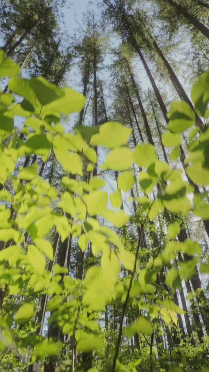 Delish Mushroom Coffee Blend